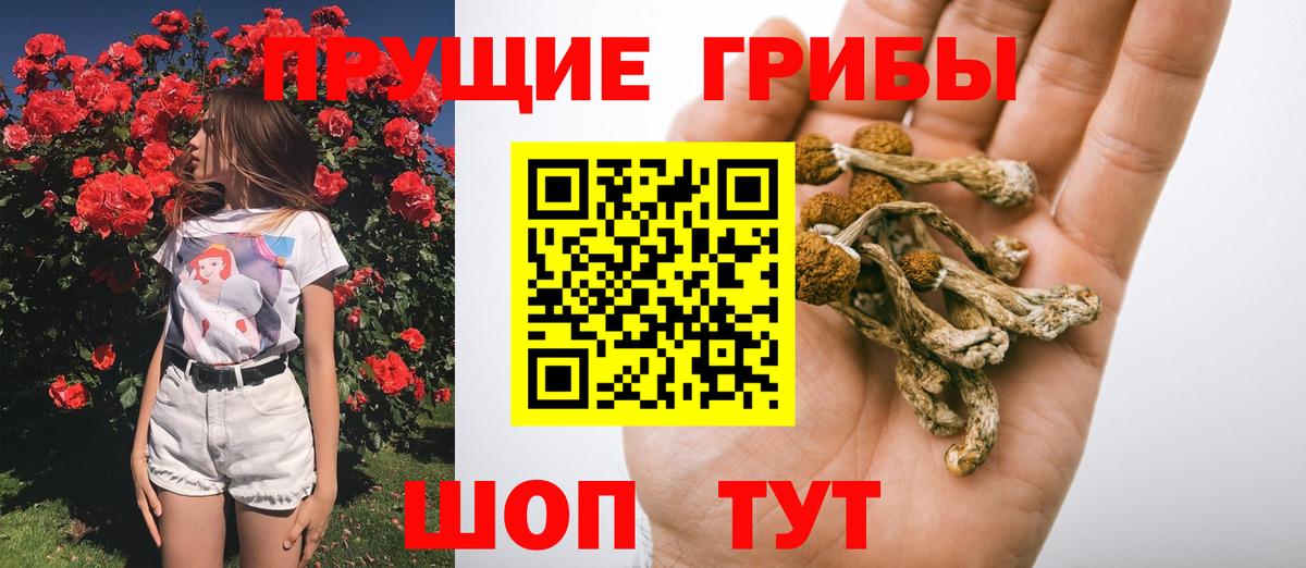 Чистополь  Псилоцибиновые грибы Cubensis  Вход с VPN  Псилоцибиновые грибы MAGIC MUSHROOMS 